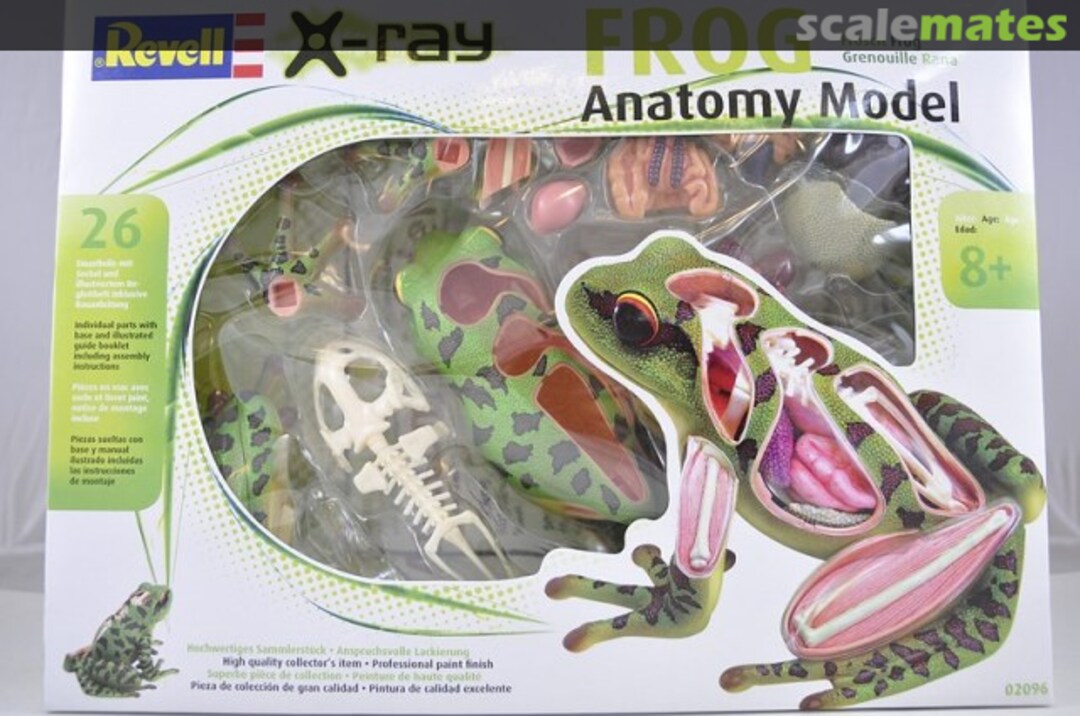 Boxart Anatomy Model Frog 02096 Revell Boxart Anatomy Model Frog 02096 Revell